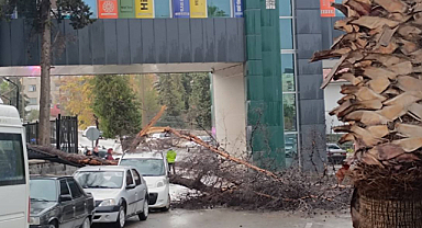 Şanlıurfa'da fırtına ağaç devrildi!