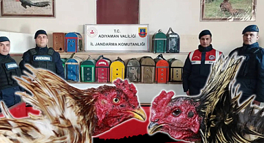Adıyaman'da horoz dövüştüren 200 kişi yakalandı