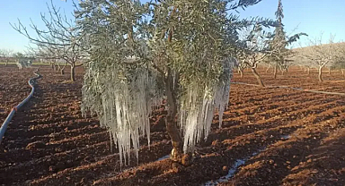 Dondurucu hava zeytin ağaçlarında kırağı oluşturdu