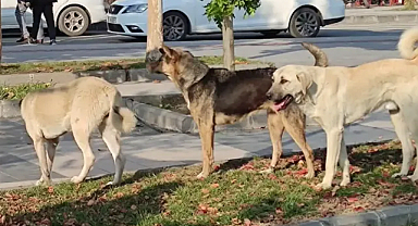 Sahipsiz köpek saldırısına valilik harekete geçti!