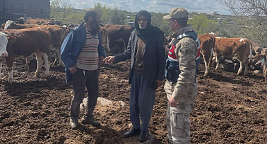 Ahırdan çalınan 13 büyükbaş hayvan jandarma tarafından bulundu