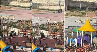 Birecik TOKİ sakinleri sokak köpeklerinden tedirgin
