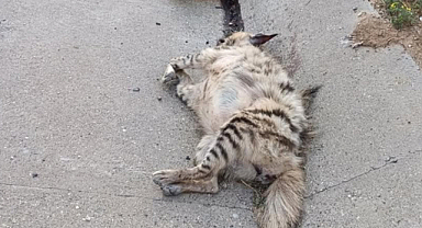 Şanlıurfa’da çizgili sırtlan araç çarpması sonucu telef oldu