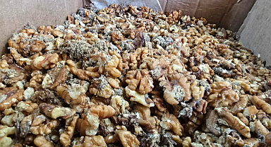 Ünlü baklava imalatçısının deposunda 11 ton bozulmuş ceviz ele geçirildi