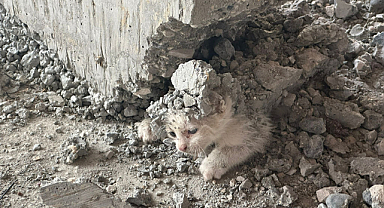 Beton kalıbına sıkışan yavru kedi kurtarıldı
