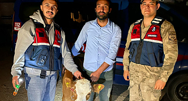 Çalınan 4 büyükbaş hayvan Jandarma operasyonuyla bulundu