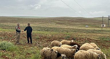 Çobanların kaybettiği 26 hayvan jandarma tarafından bulundu