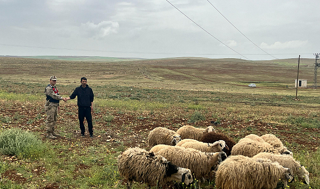 Çobanların kaybettği 26 hayvan jandarma tarafından bulundu