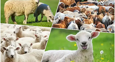 Kurban kesim yerleri açıklandı! 2025 Şanlıurfa'da nerelerde kurban kesilecek?