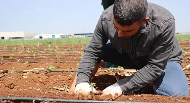 Şanlıurfa’da ata tohumları toprakla buluşturuldu