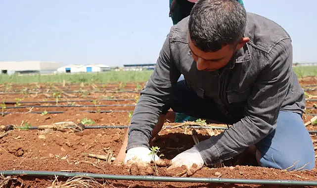 Şanlıurfa'da ata tohumları toprakla buluşturuldu