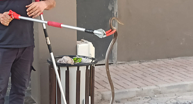 Şanlıurfa’da bodrum katında yakalanan yılan doğaya bırakıldı