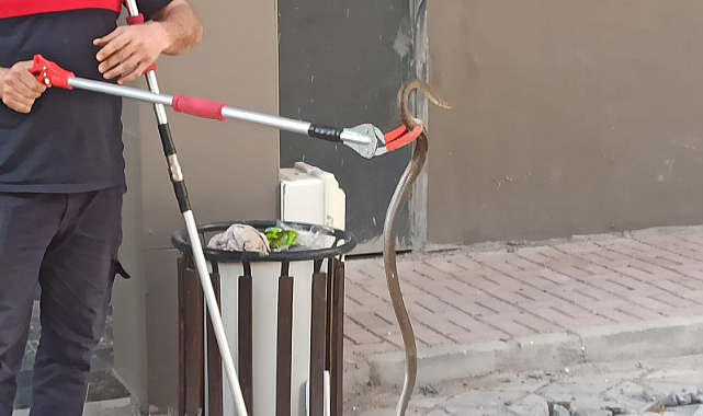 Şanlıurfa'da bodrum katında yakalanan yılan doğaya bırakıldı