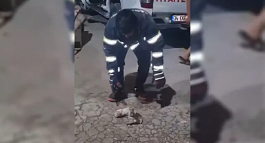 Şanlıurfa'da havalandırma boşluğuna düşen üç yavru kedi kurtarıldı