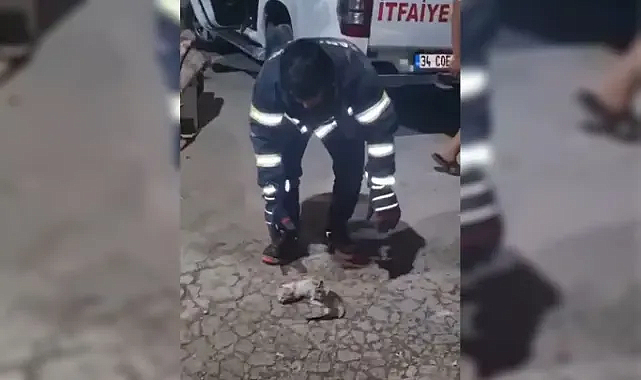 Şanlıurfa'da havalandırma boşluğuna düşen üç yavru kedi kurtarıldı