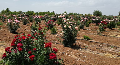 Şanlıurfa’da park ve peyzaj alanları için yerli süs bitkisi üretimi sürüyor
