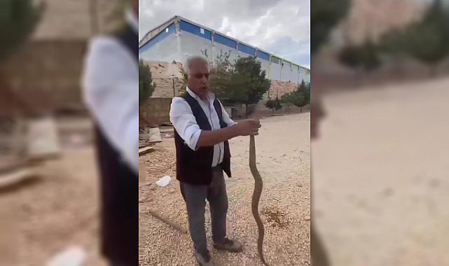 Şanlıurfa'da tavuklarını yediğini iddia ettiği yılanı yakalayıp sosyal medyada paylaştı