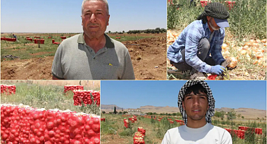 Mardin’de soğan bereketi var ama kazanç yok: Çiftçi yüksek maliyetlerden dertli