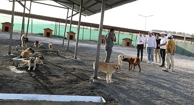 Eyyübiye Belediyesi Sokak Hayvanları sorununu çözdü