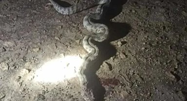 Şanlıurfa'da yılan paniği! Evin bahçesinde görüldü