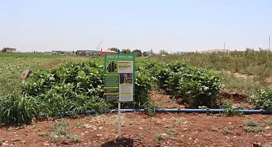 Şanlıurfa’da ata tohumlarıyla yerel üretim destekleniyor