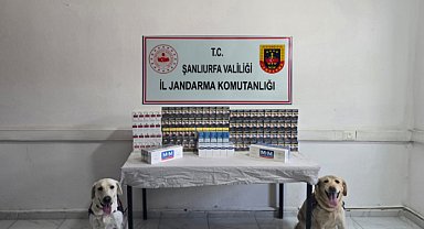 Şanlıurfa’da kaçak sigara operasyonu: 3 bin 725 paket ele geçirildi