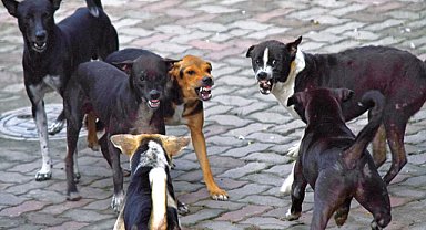 Şanlıurfa'da vatandaşlardan başıboş köpekler için çözüm çağrısı