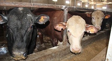 Besiciler şap hastalığından dertli: Üretici bitme noktasında