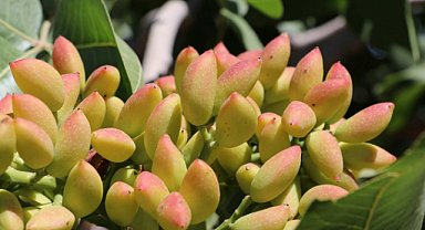 Şanlıurfalı fıstık üreticileri: Çiftçi kuraklıkla boğuşurken ithalat kabul edilemez