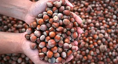 Düzce'den Avrupa'ya 15 bin tondan fazla fındık ihracatı