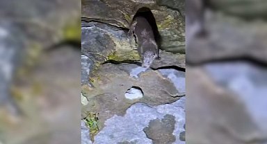 Nesli tükenme tehlikesindeki canlı Halfeti'de görüntülendi: 