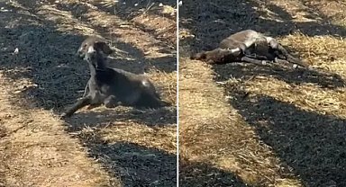 Şanlıurfa'da anız felaketi sosyal medya dramına dönüştü! Sert tepkiler yağmaya başladı