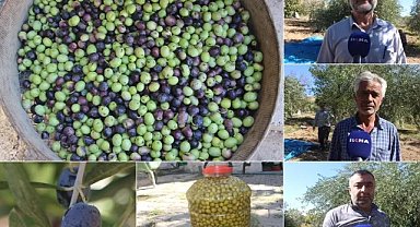 Zeytin hasadı başladı: Kuraklık, rekolteyi vurdu
