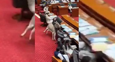 Parlamento'da eşek paniği: Oturuma daldı, vekiller neye uğradığını şaşırdı